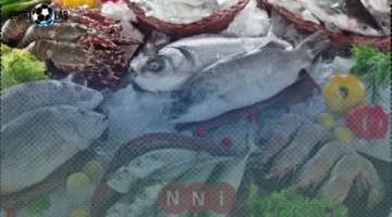 أسعار الأسماك اليوم الأحد: بداية الماكريل المجمد من 110 جنيهات